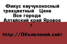 Фикус каучуконосный трехцветный › Цена ­ 500 - Все города  »    . Алтайский край,Яровое г.